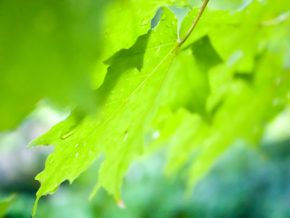 Vista_plant_wallpaper_vplants6_012