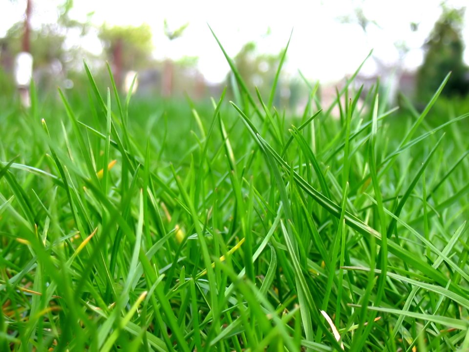 Vista_plant_wallpaper_vplants6_015