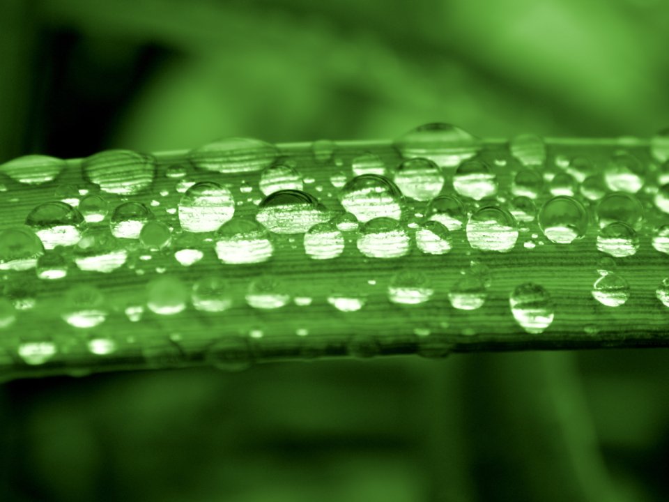 Vista_plant_wallpaper_vplants6_016