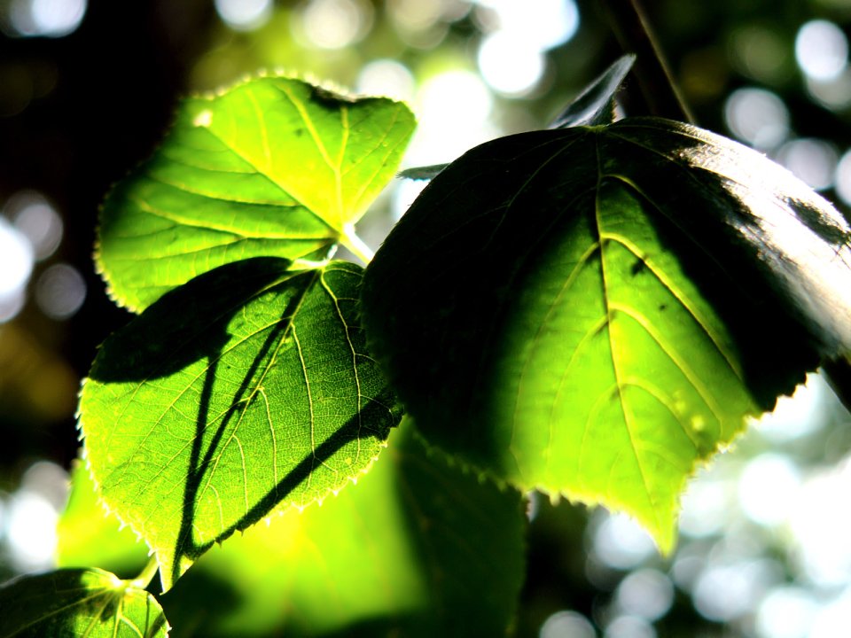 Vista_plant_wallpaper_vplants6_017