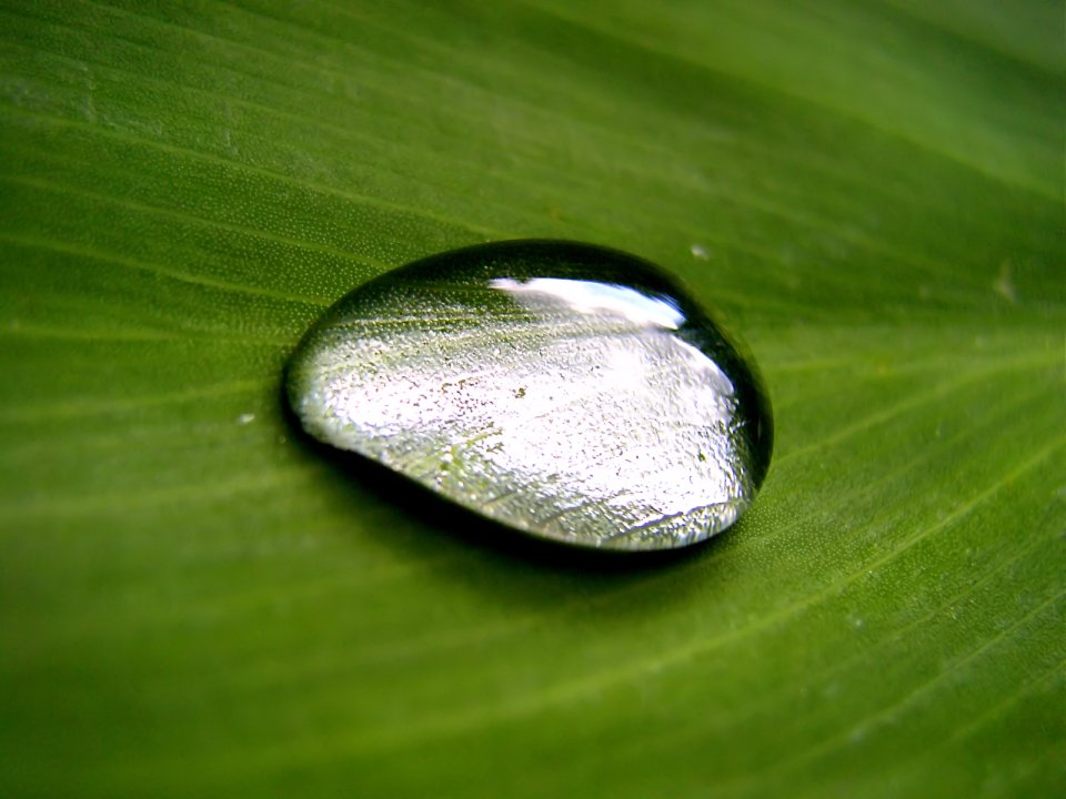 Vista_plant_wallpaper_vplants6_020