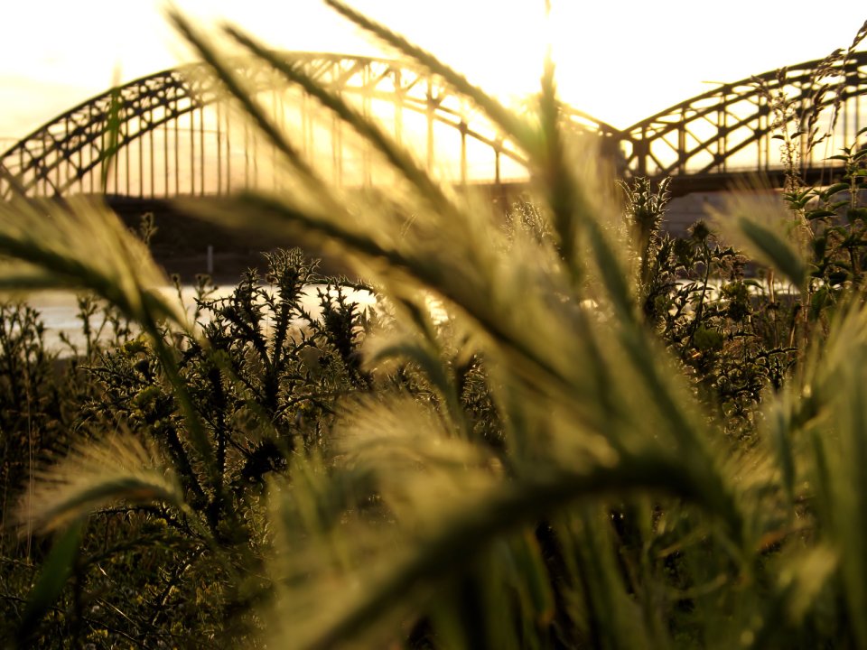 Vista_plant_wallpaper_vplants6_021
