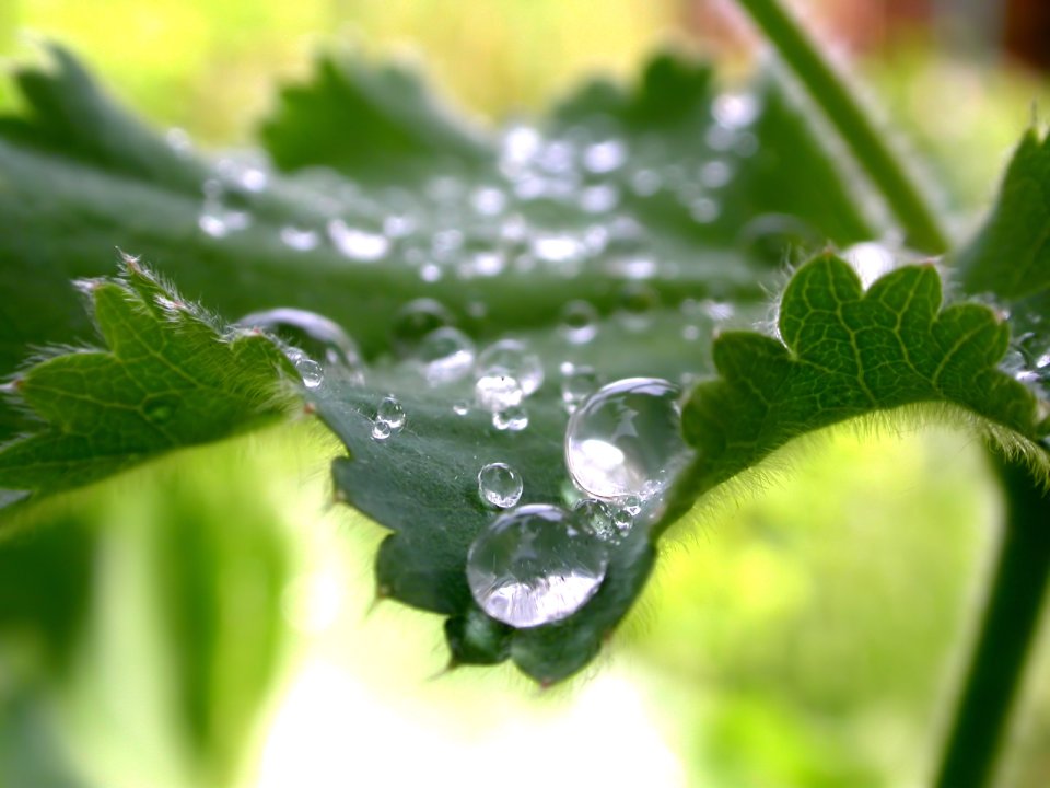 Vista_plant_wallpaper_vplants6_023