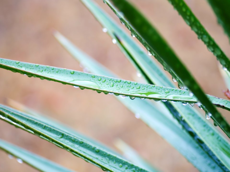 Vista_plant_wallpaper_vplants6_024