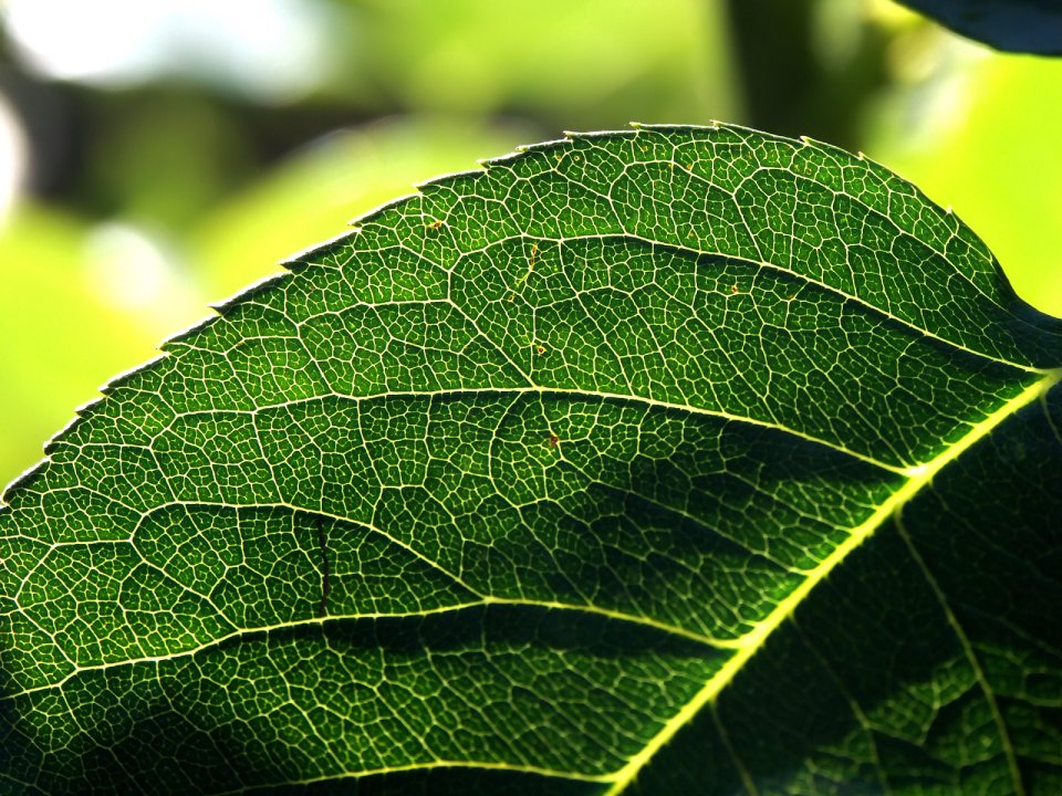 Vista_plant_wallpaper_vplants6_025