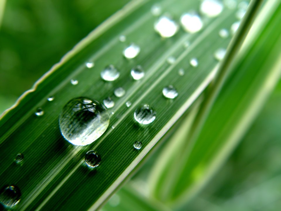 Vista_plant_wallpaper_vplants6_026