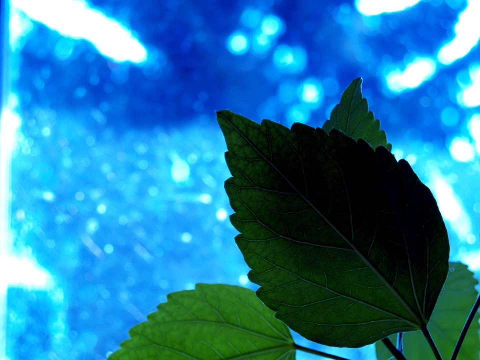 Vista_plant_wallpaper_vplants6_027