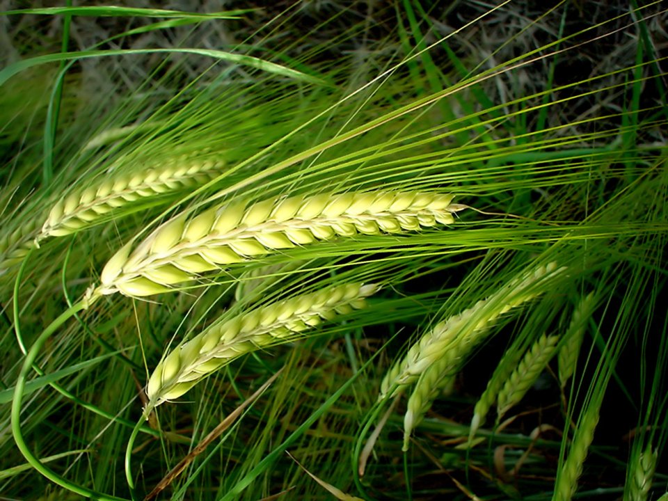 Vista Botanical Landscapes: Vol. 6