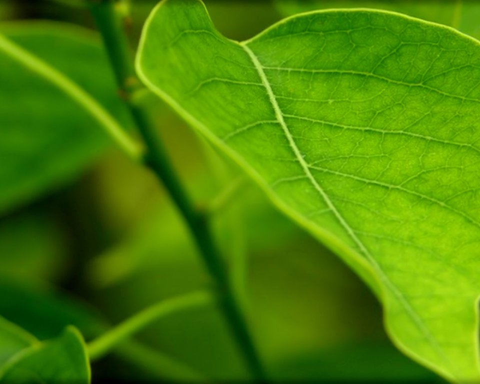 Vista_plant_wallpaper_vplants6_029