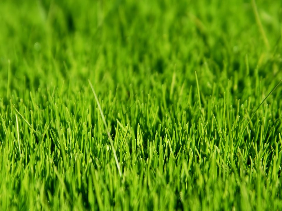 Vista_plant_wallpaper_vplants6_030