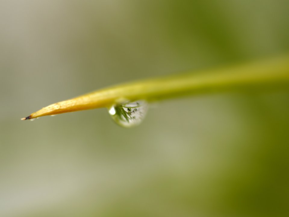 Vista_plant_wallpaper_vplants7_004