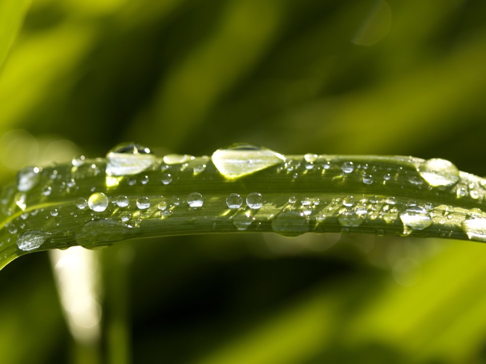 Vista_plant_wallpaper_vplants7_005