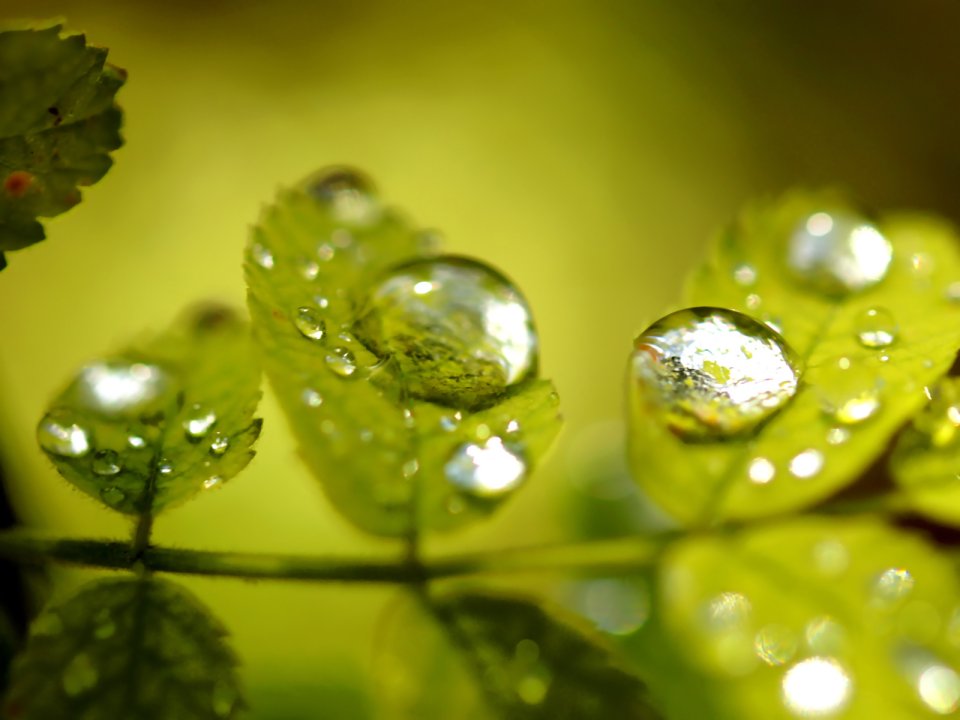 Macro Closeup Of Crystal Dewdrops On Green Leaves