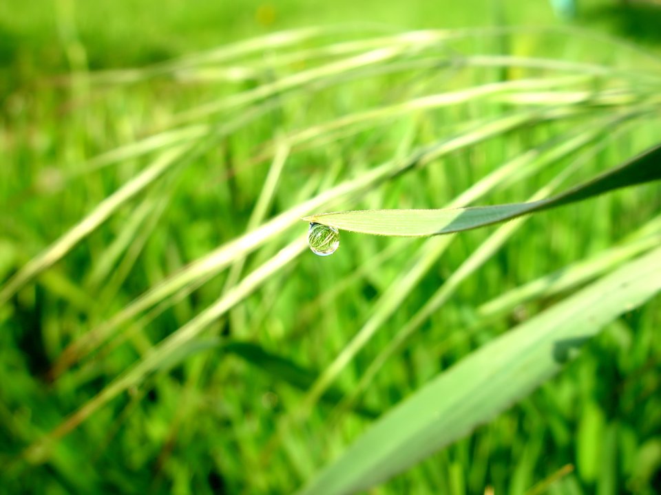 Vista_plant_wallpaper_vplants7_008