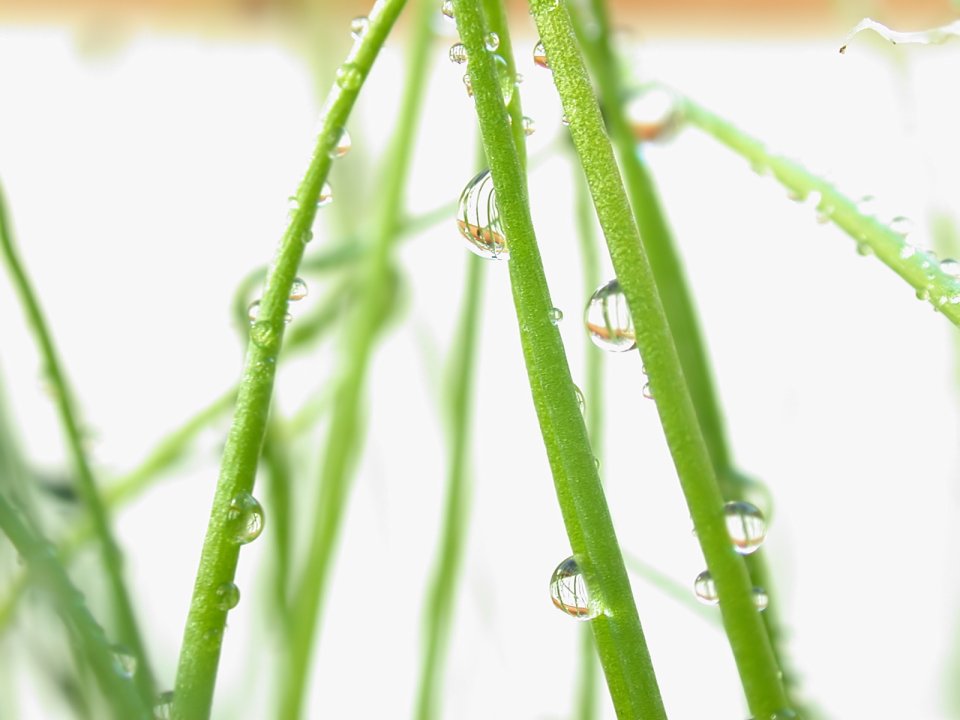 Vista_plant_wallpaper_vplants7_009