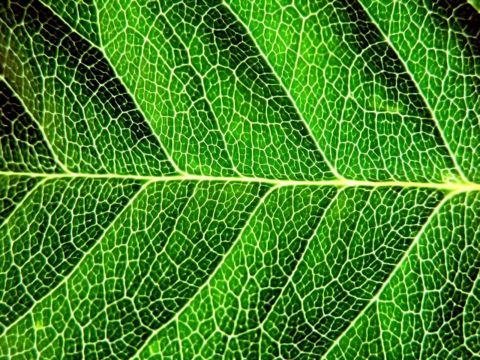 Vista_plant_wallpaper_vplants7_010