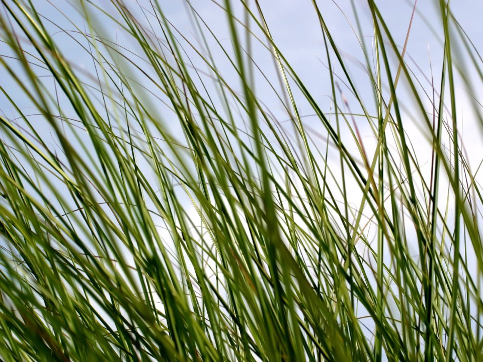 Vista_plant_wallpaper_vplants7_016
