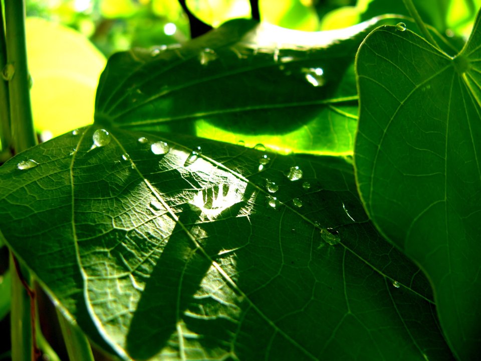 Vista Plant Wallpaper Vplants7 017