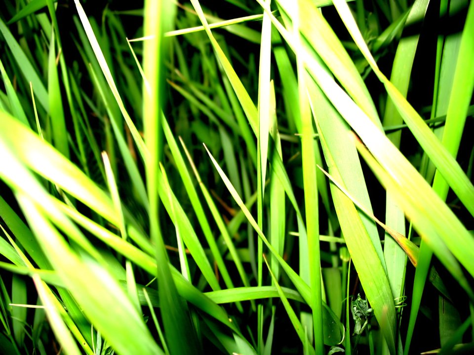 Vista_plant_wallpaper_vplants7_018