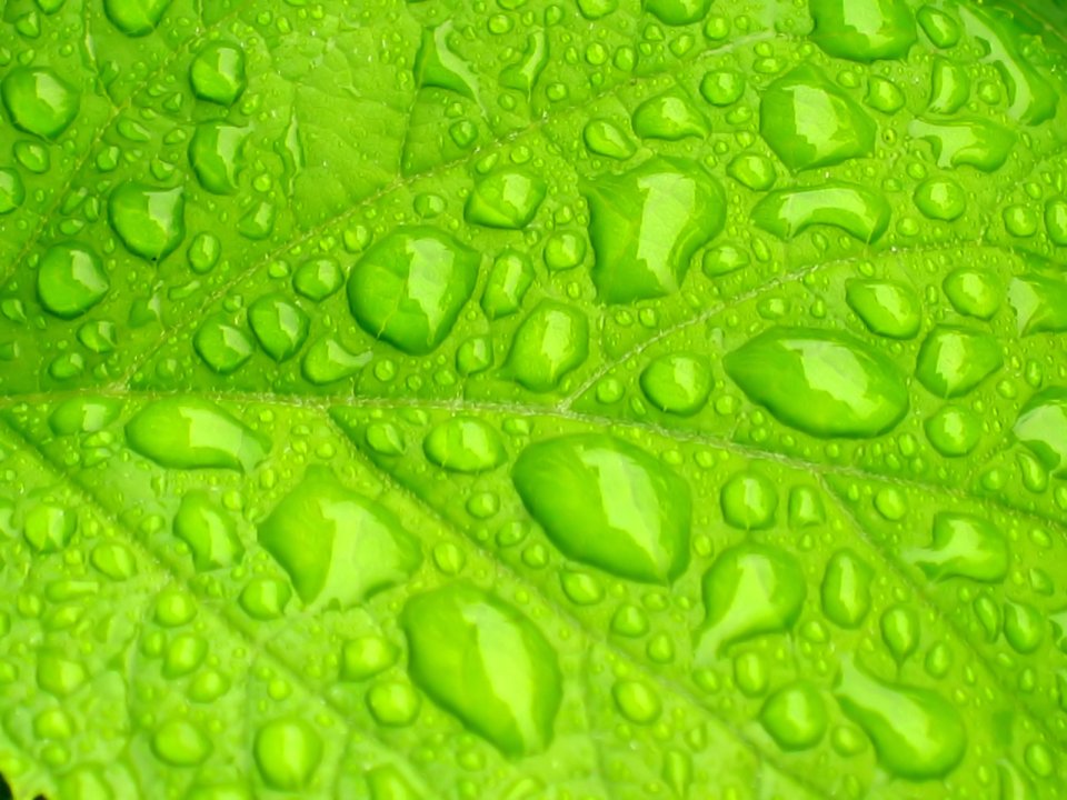 Vista Plant Wallpaper Vplants7 019