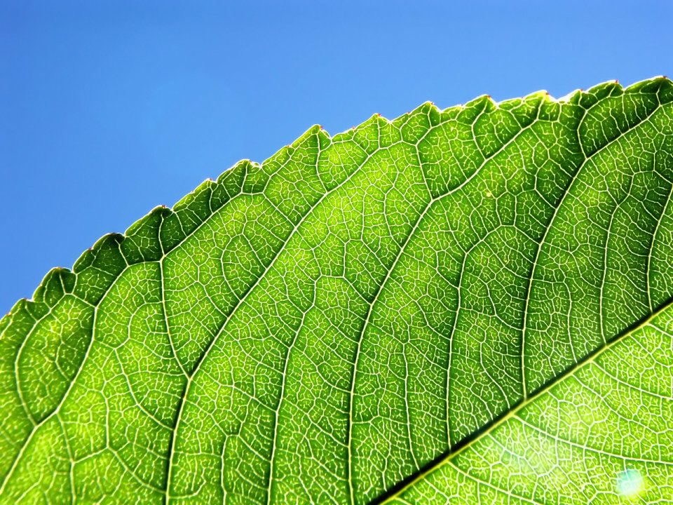 Vista_plant_wallpaper_vplants7_021