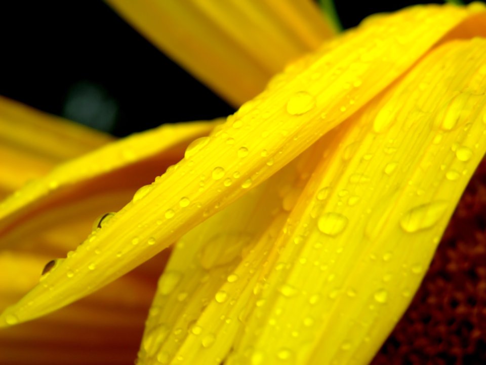Vista_plant_wallpaper_vplants7_022