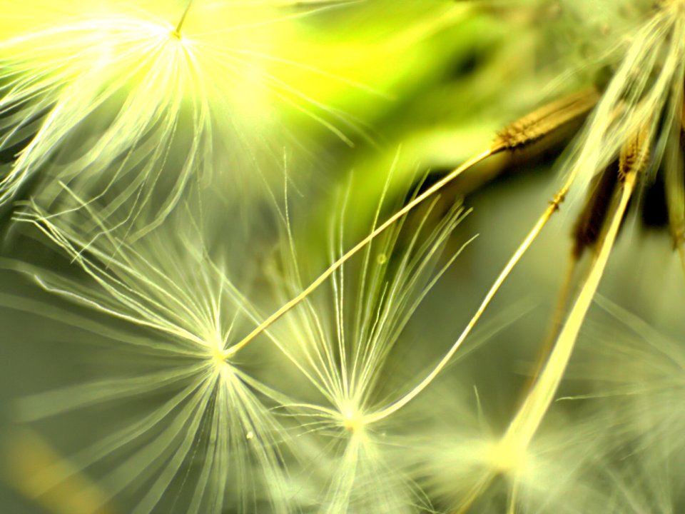 Vista_plant_wallpaper_vplants7_023