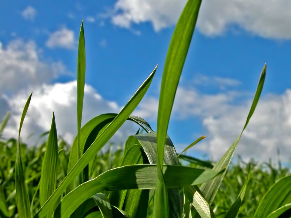 Vista_plant_wallpaper_vplants7_025