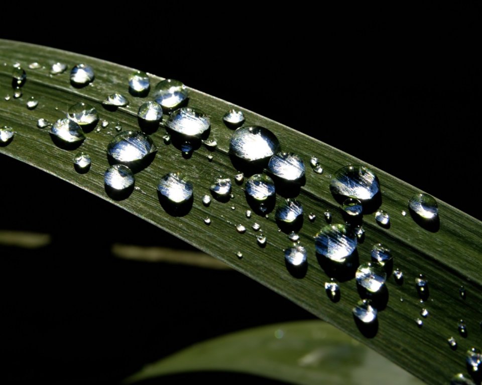 Vista_plant_wallpaper_vplants7_027