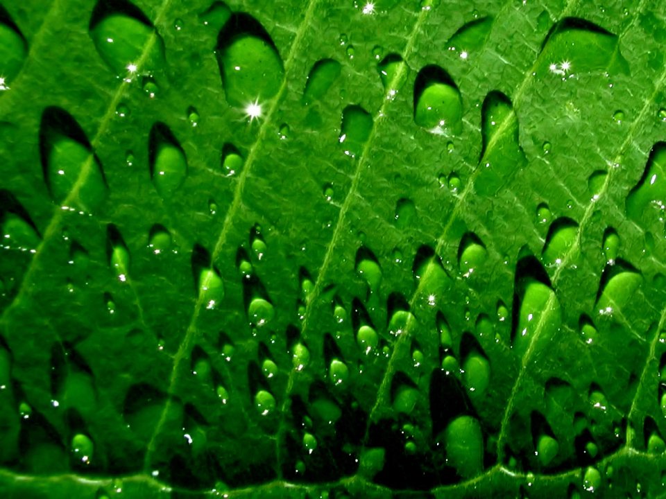 Vista_plant_wallpaper_vplants7_028