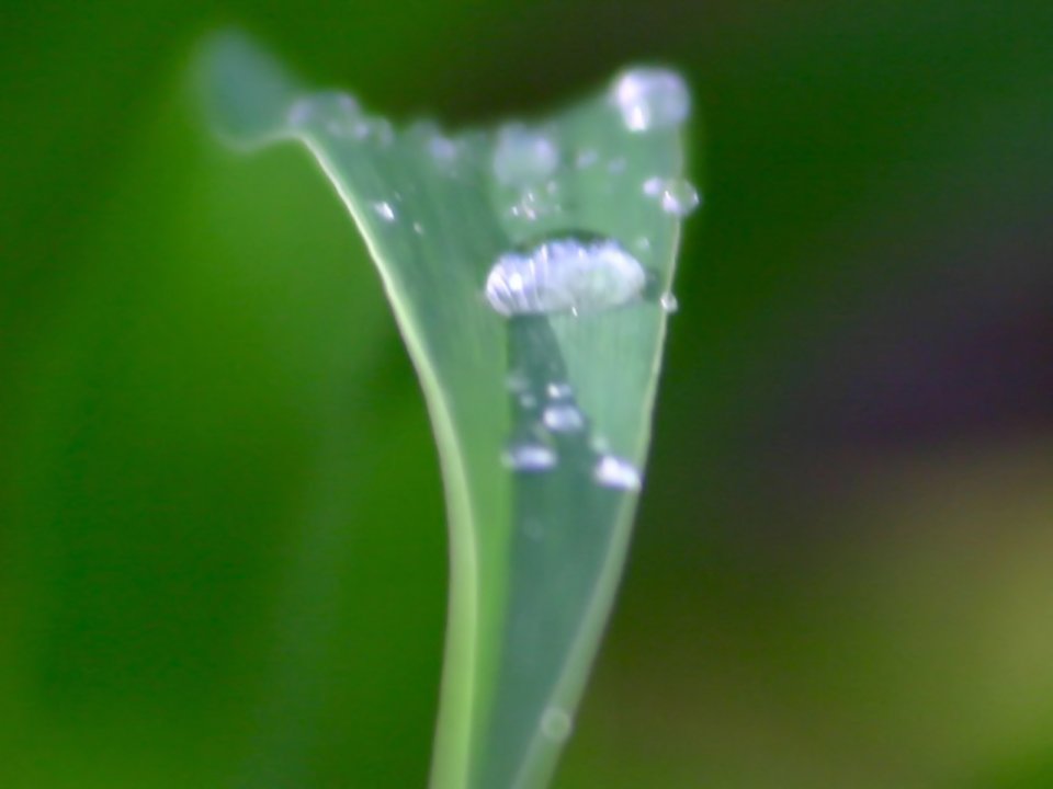 Vista_plant_wallpaper_vplants7_030