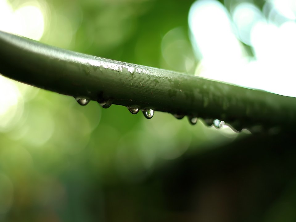 Vista_plant_wallpaper_vplants8_002