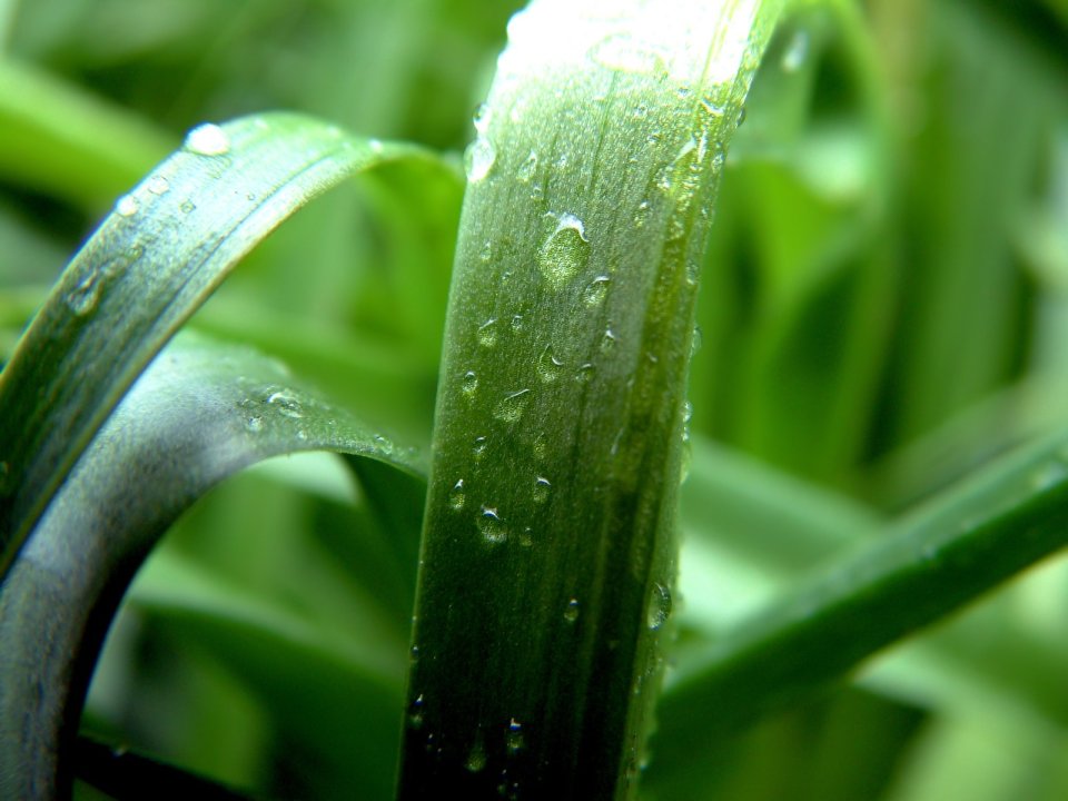Vista_plant_wallpaper_vplants8_004