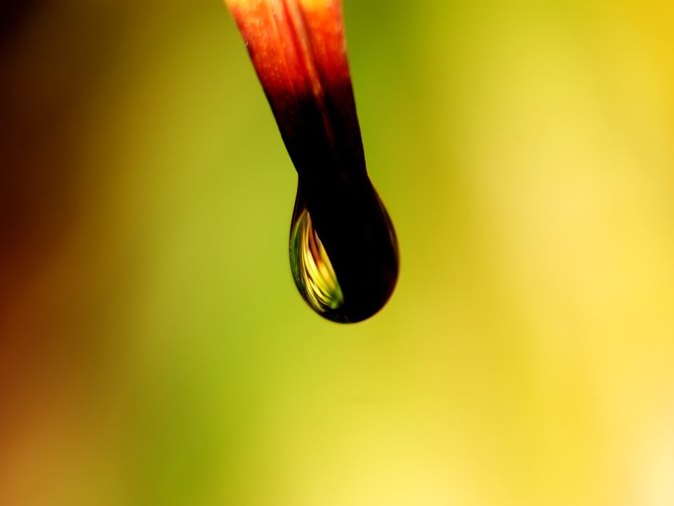 Vista_plant_wallpaper_vplants8_006