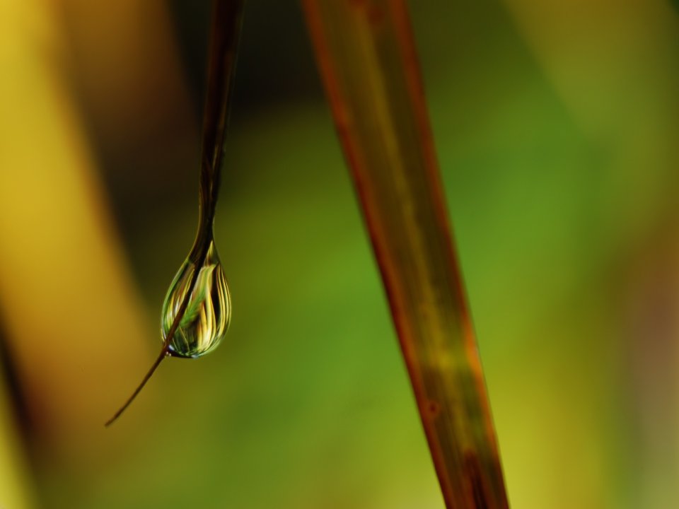 Vista_plant_wallpaper_vplants8_007