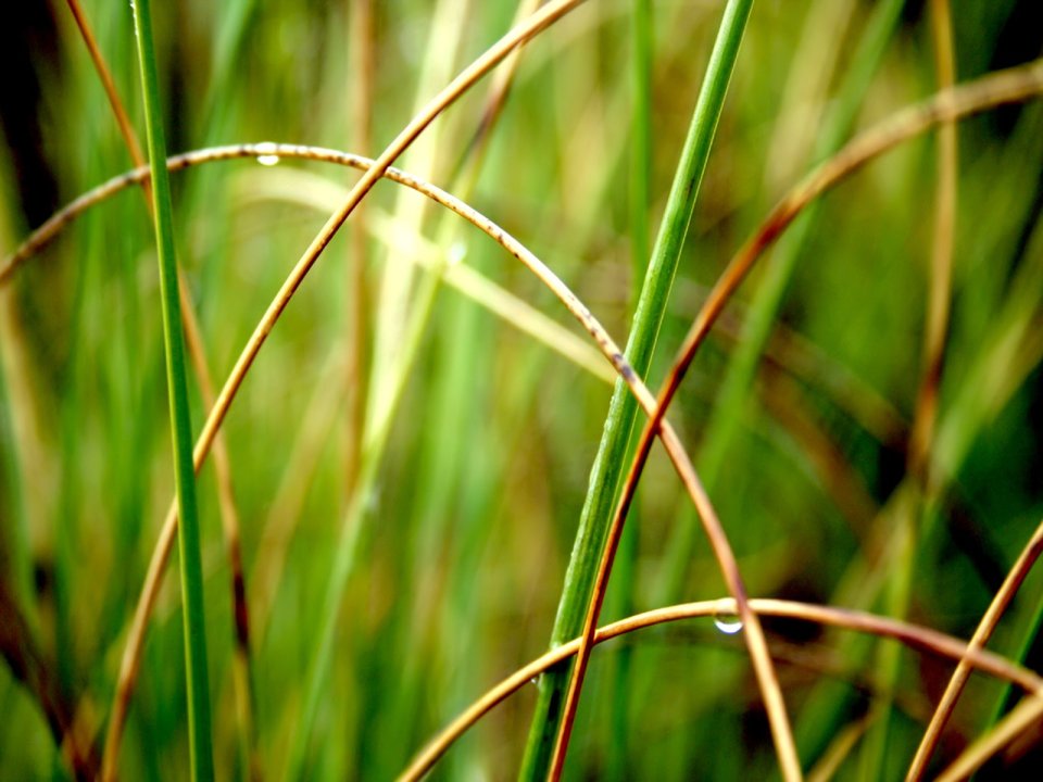 Macro Closeup Green Grass Dewdrop Nature Wallpaper