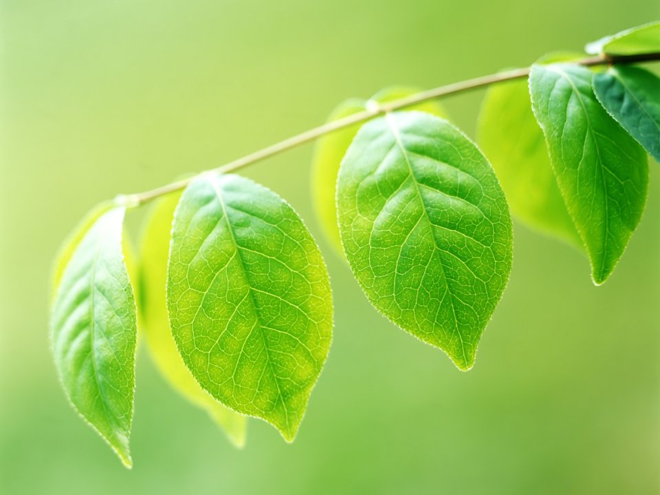 Vista_plant_wallpaper_vplants8_010