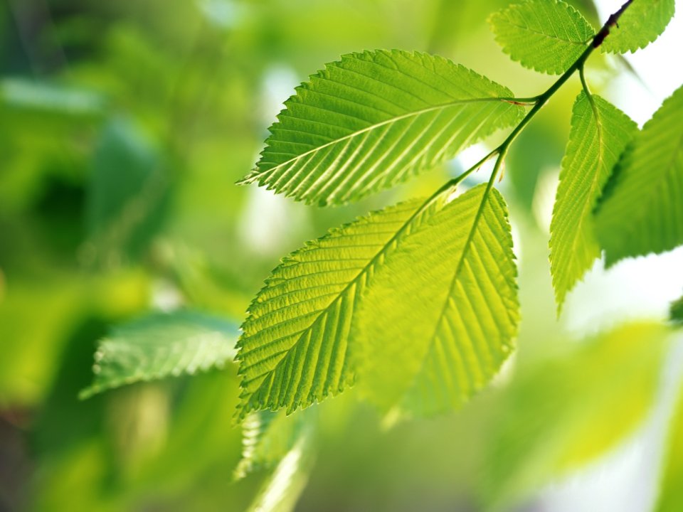 Vista_plant_wallpaper_vplants8_011