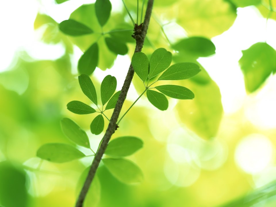 Vista_plant_wallpaper_vplants8_012