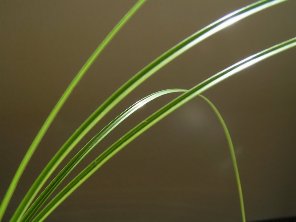 Vista_plant_wallpaper_vplants8_017