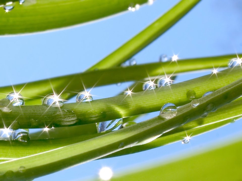 Vista_plant_wallpaper_vplants8_019