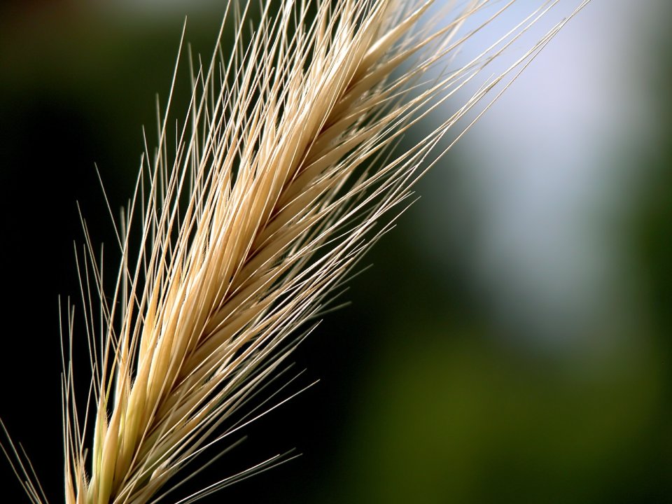 Vista_plant_wallpaper_vplants8_021