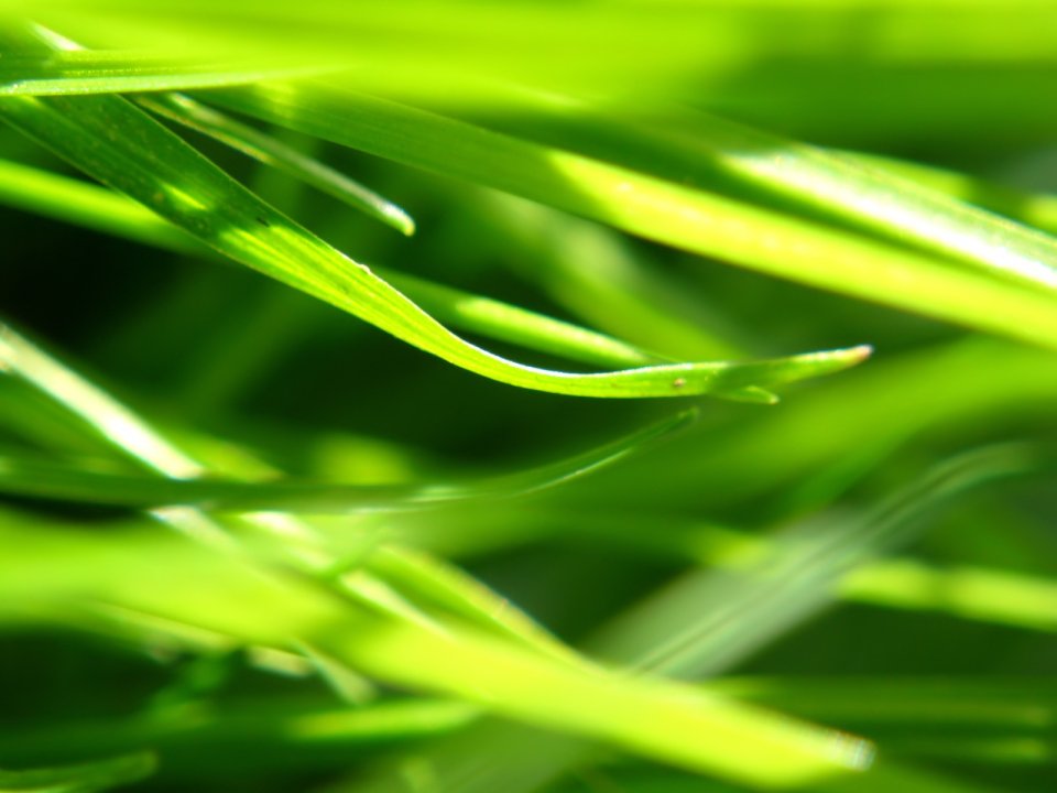 Vista_plant_wallpaper_vplants8_022