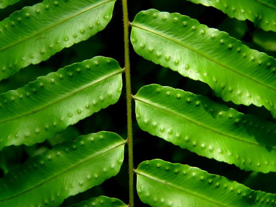 Vista_plant_wallpaper_vplants8_025