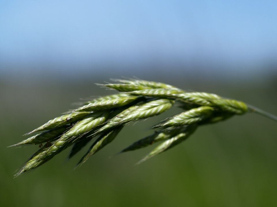 Vista_plant_wallpaper_vplants8_028