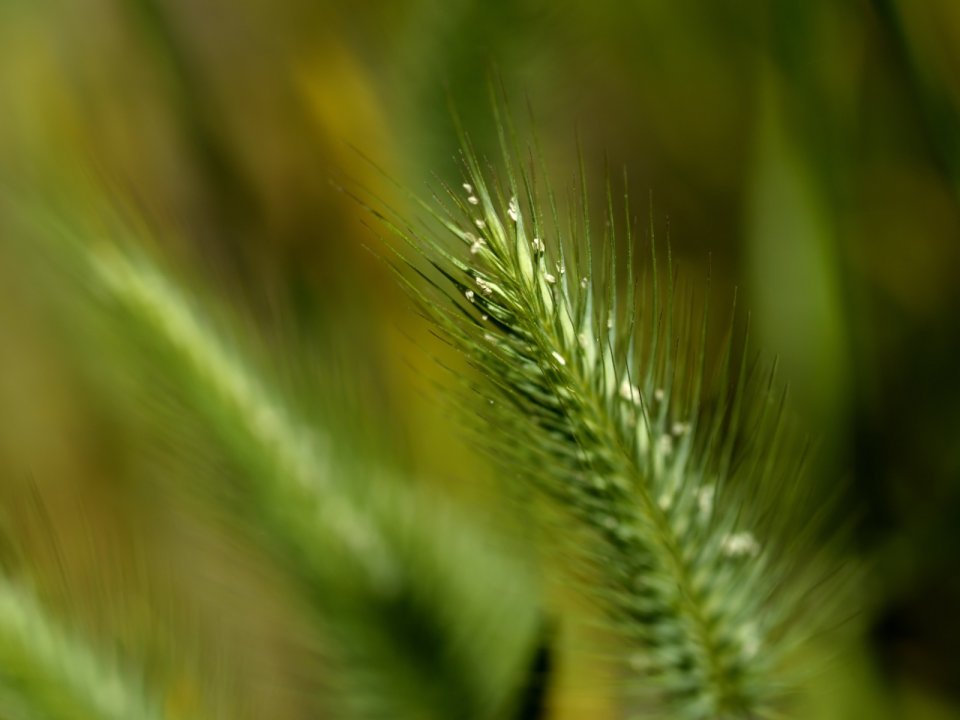 Vista_plant_wallpaper_vplants8_029