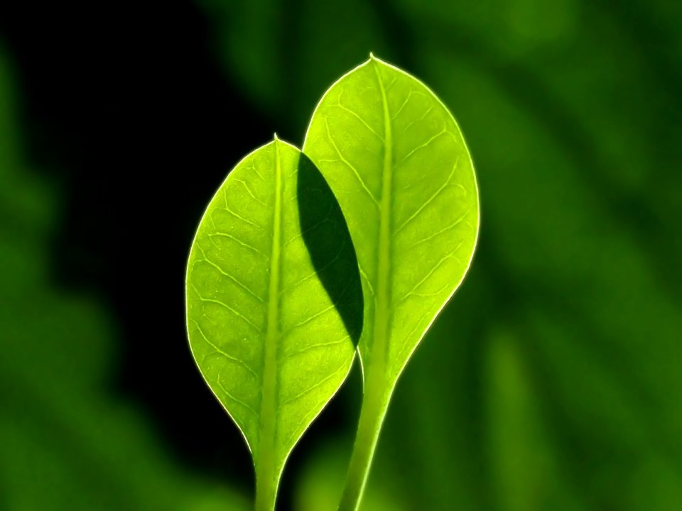 Vista_plant_wallpaper_vplants9_002