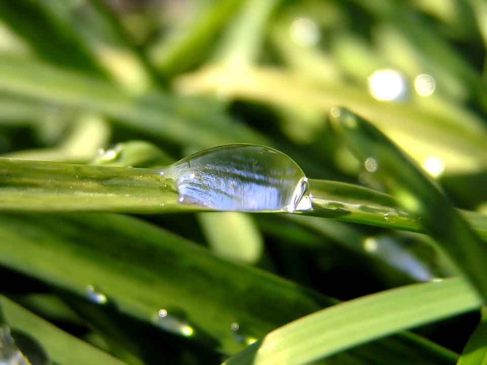 Vista_plant_wallpaper_vplants9_003