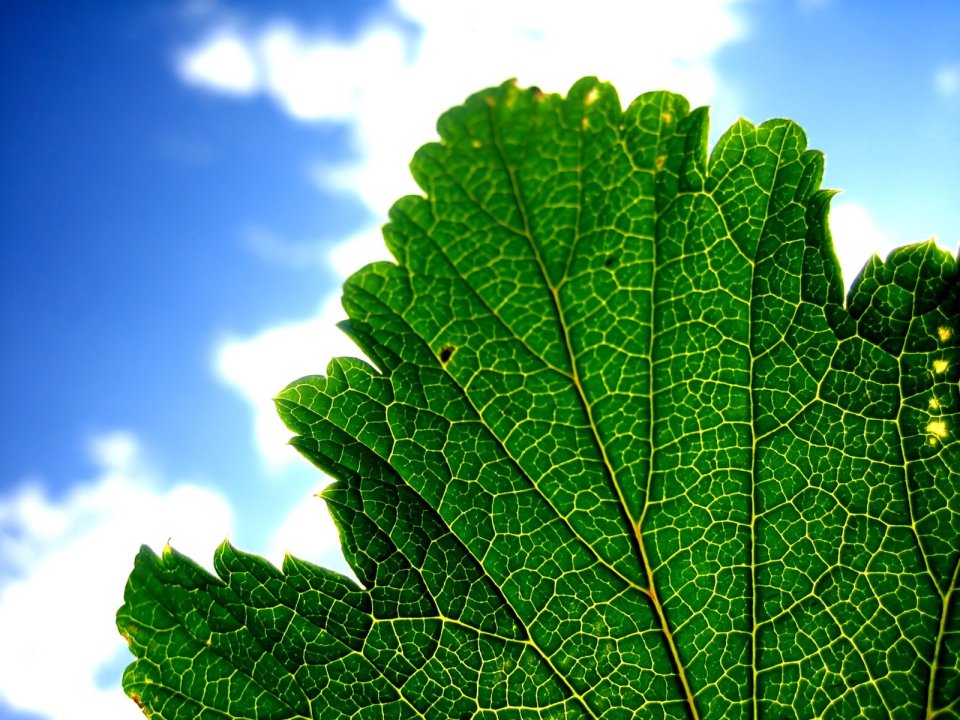 Vista_plant_wallpaper_vplants9_004