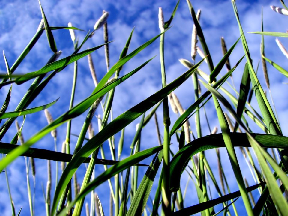 Vista_plant_wallpaper_vplants9_005
